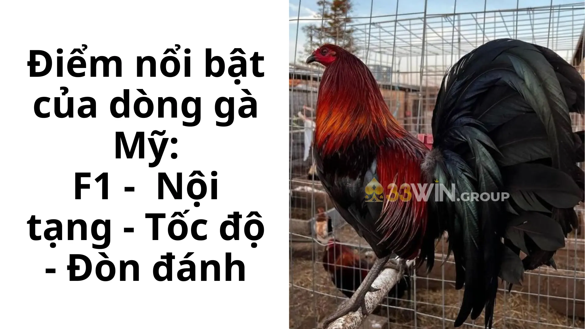 Điểm nổi bật của dòng gà Mỹ:F1 - Nội tạng - Tốc độ - Đòn đánh